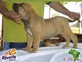 In Memorian - Fila Brasileiro Dourado - Canil Singular - Minotauro